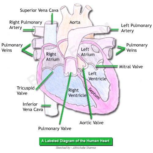 labeled-diagram-of-human-heart