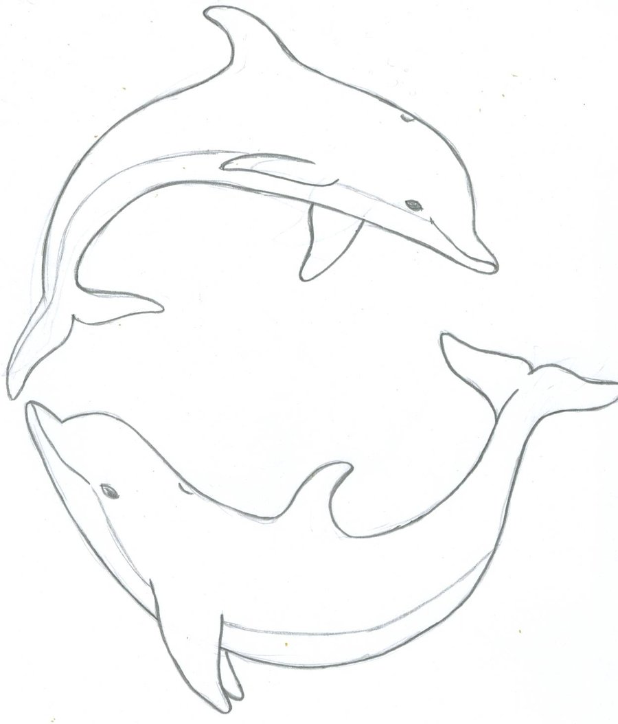 Dolphin Drawing - Gallery