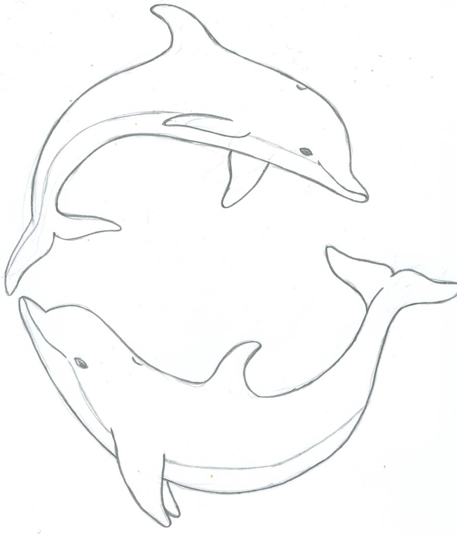 Dolphin Drawing Gallery