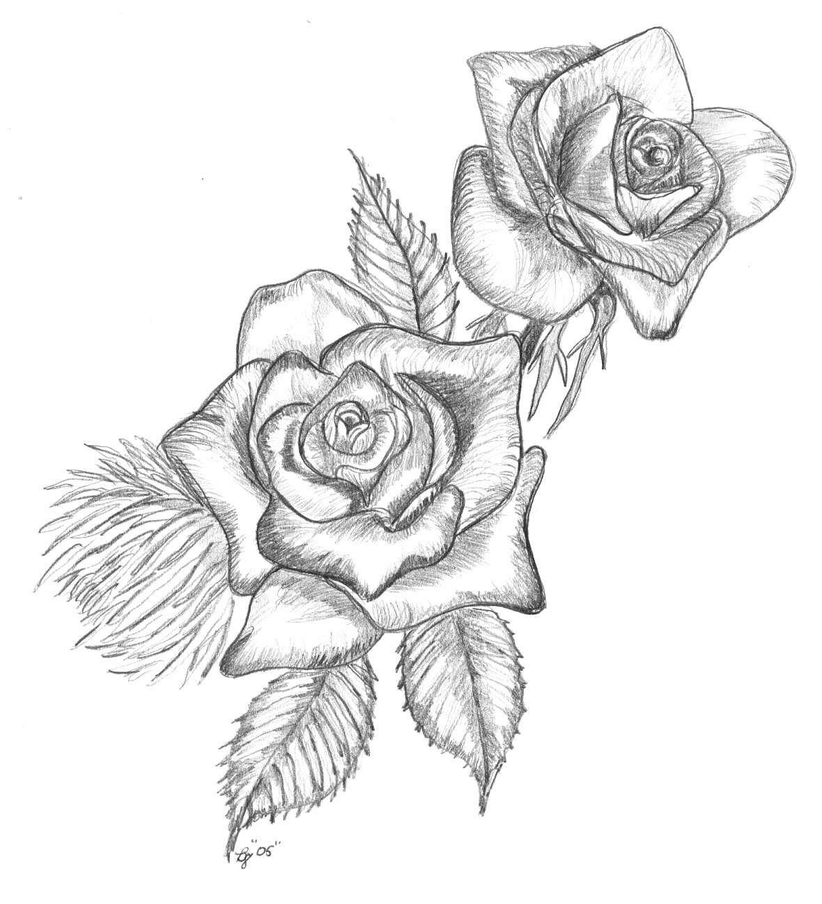 Realistic Drawings Of Roses 24 Rose Drawing Free Premium Templates