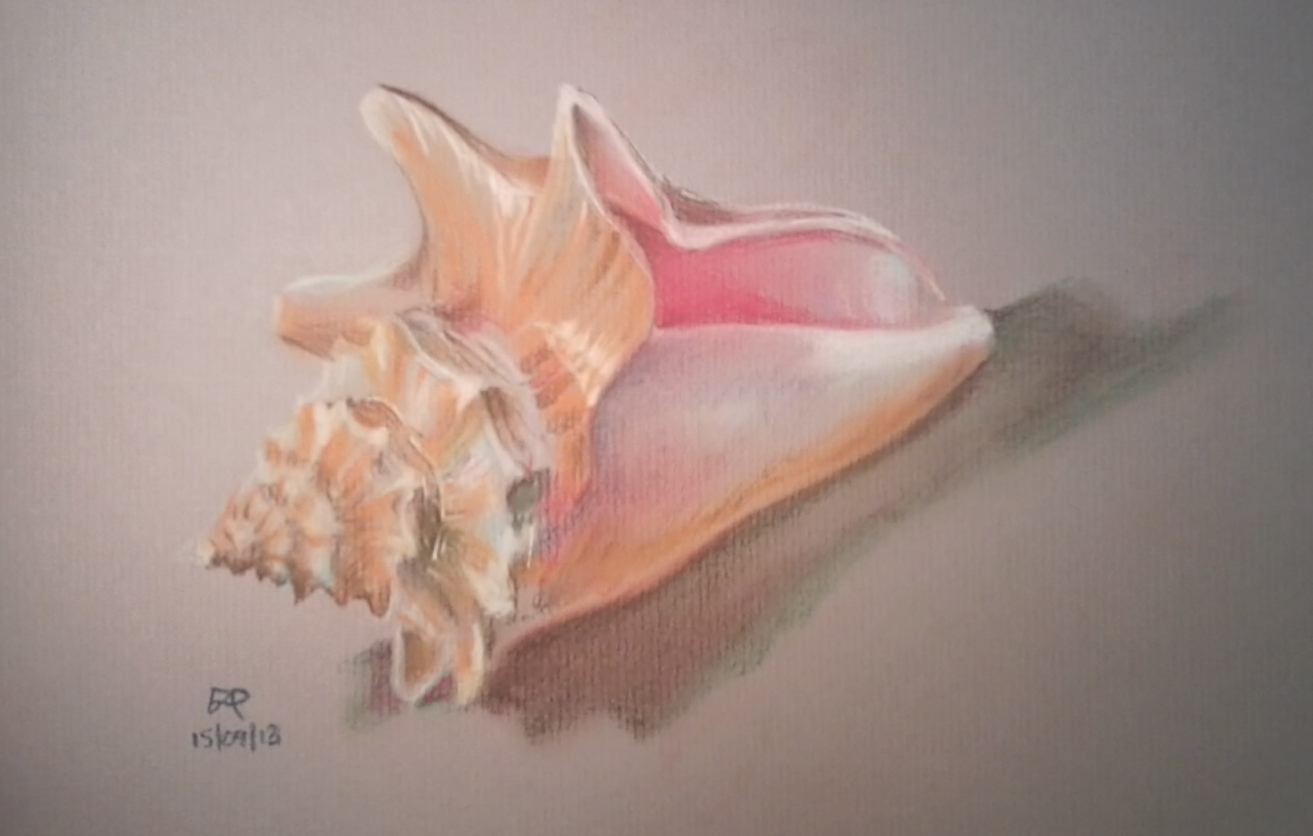 Free Conch Shell Drawing, Download Free Conch Shell Drawing png images