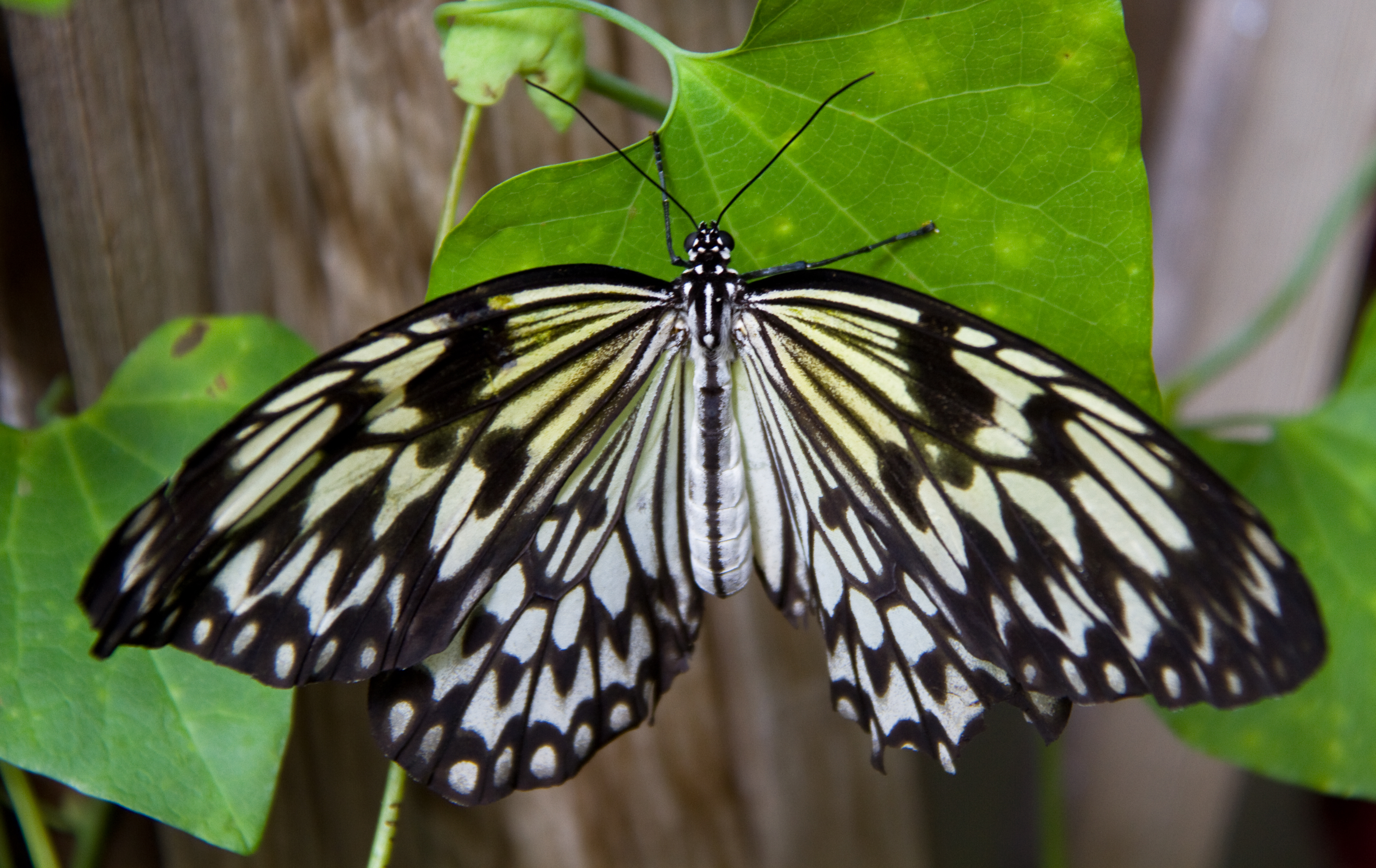 File:Black and White Butterfly 3 (7974366219) - Wikimedia Commons