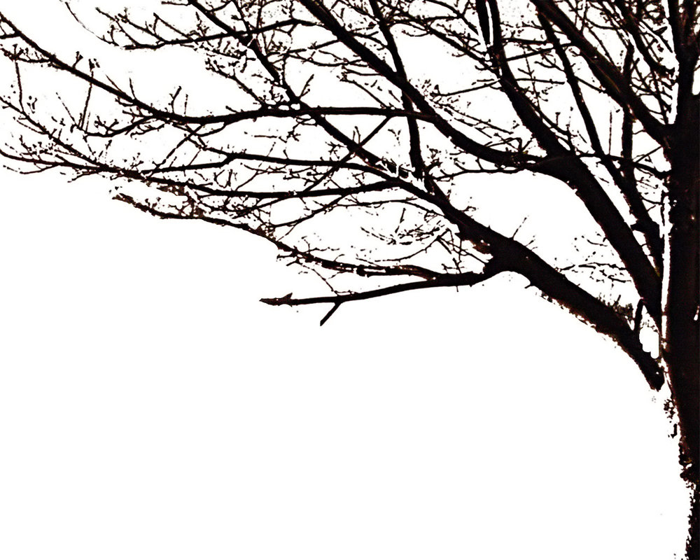 Tree silhouette by avidwriter on Clipart library