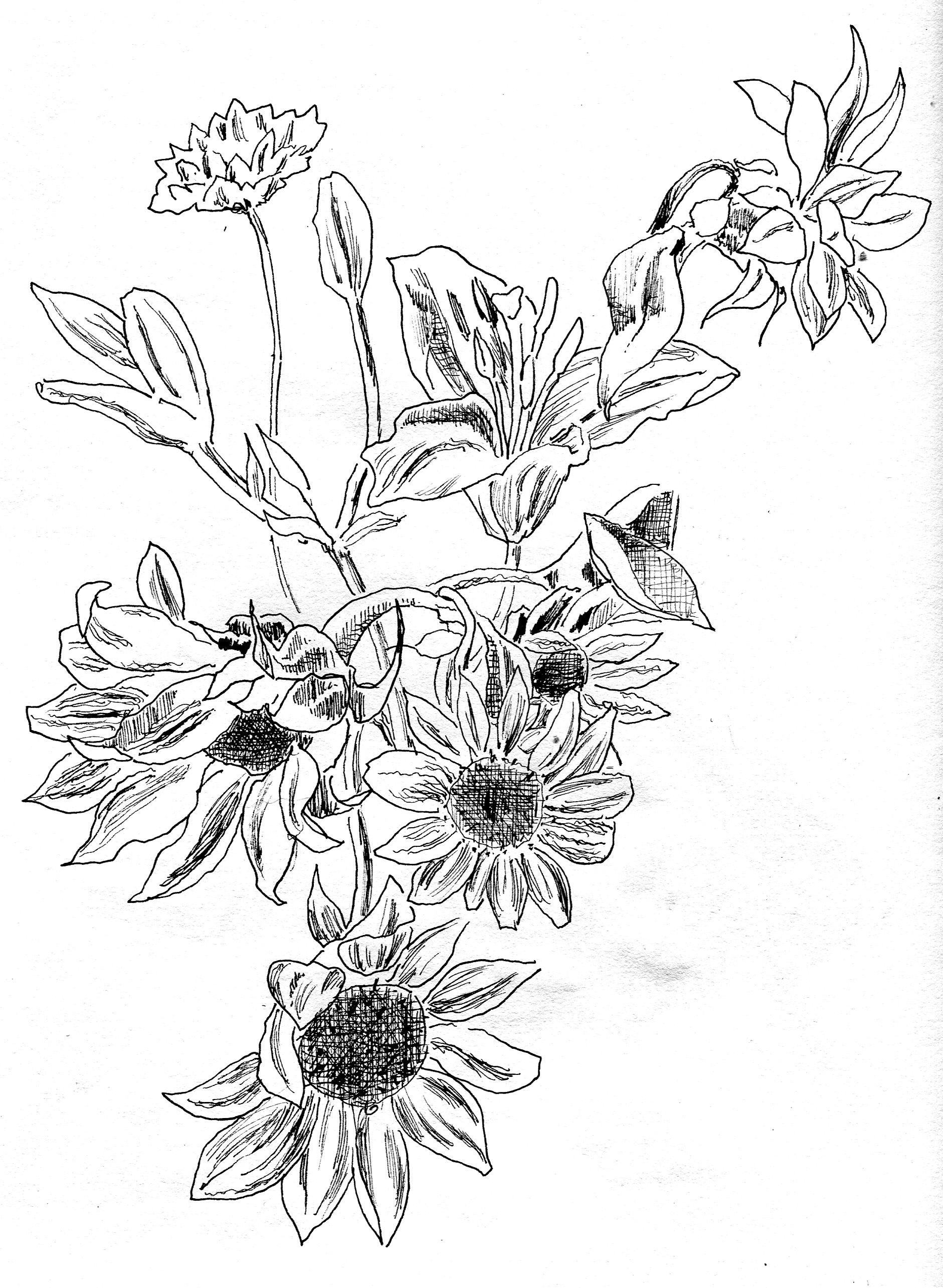 Free Flowers Line Drawing, Download Free Flowers Line Drawing png