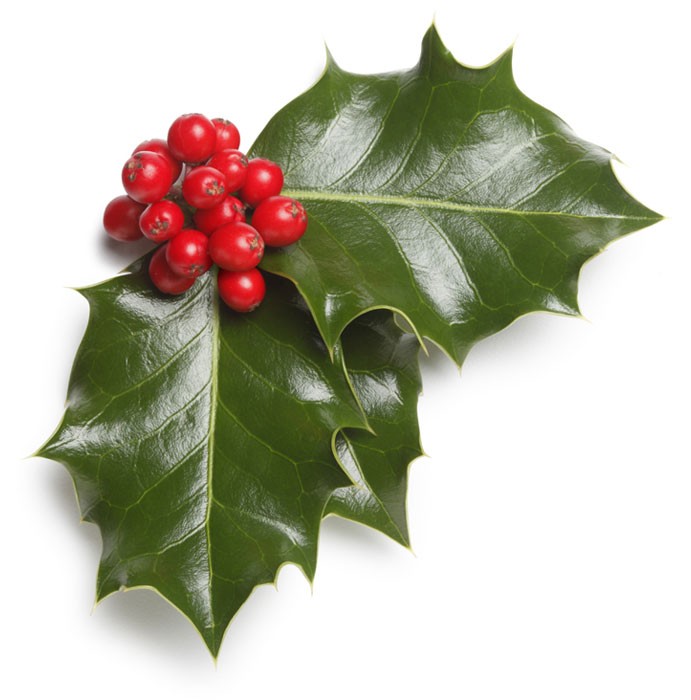 Image gallery for : holly berries png