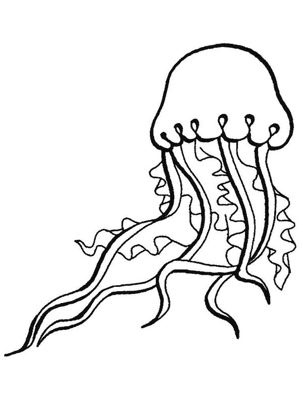 Jellyfish Sea Animals Coloring Page: Jellyfish Sea Animals 