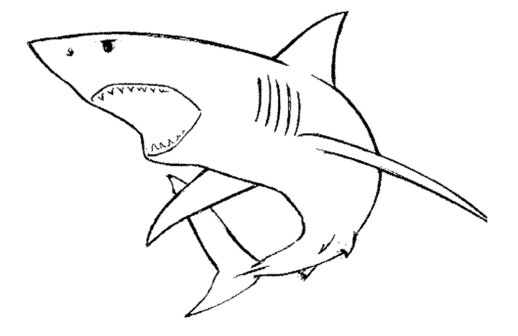 Free Shark Line Art, Download Free Shark Line Art png images, Free