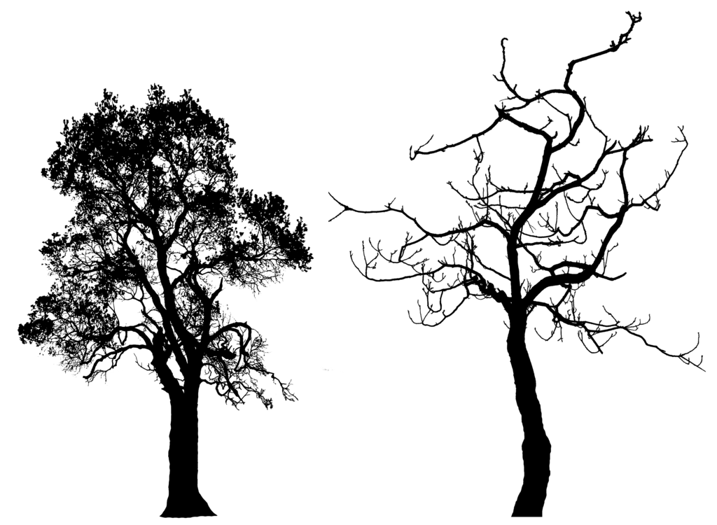 Tree Silhouette Png