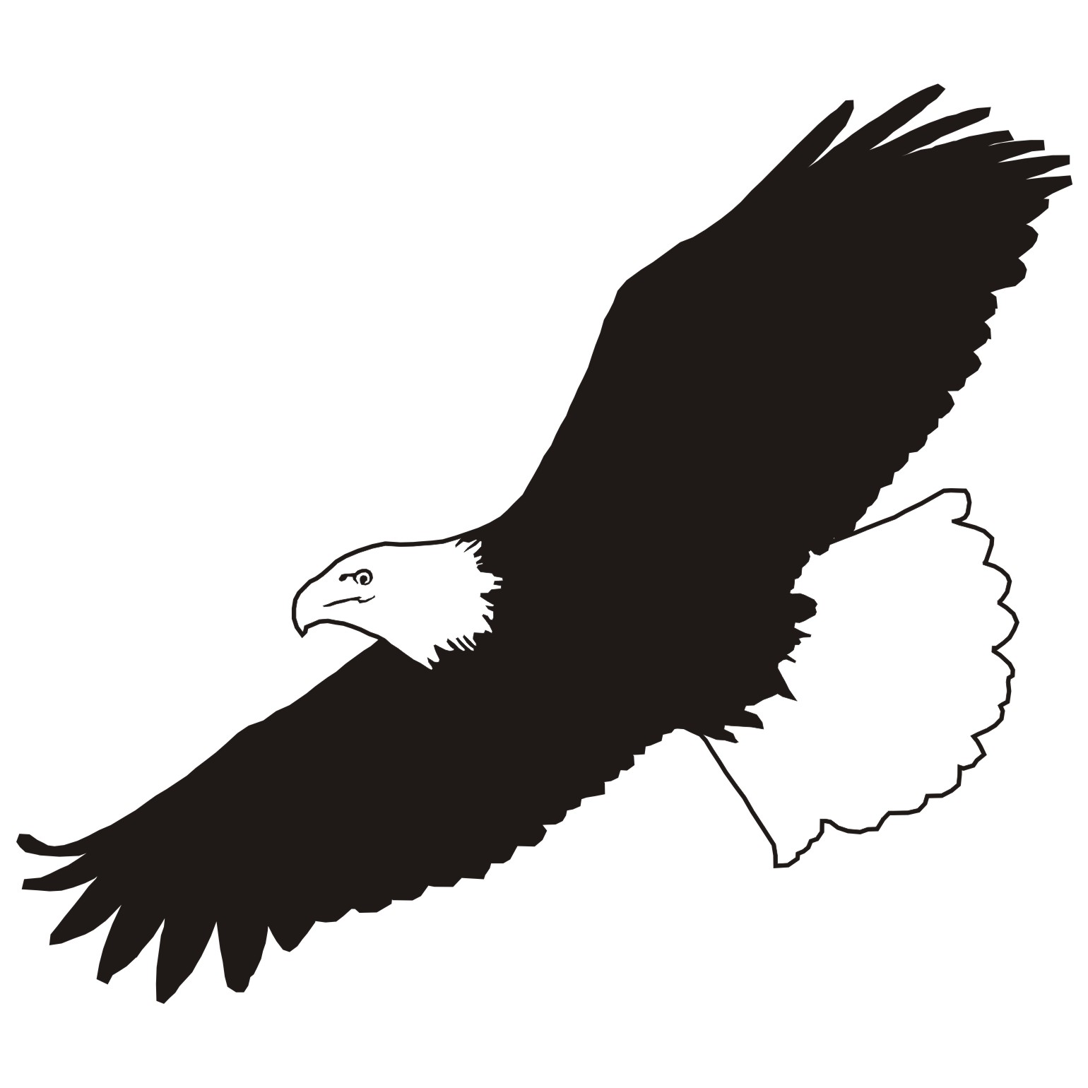 Vector for free use: Flying eagle vector