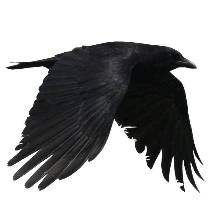 Flying Crow Images Clipart - Free Clip Art Images