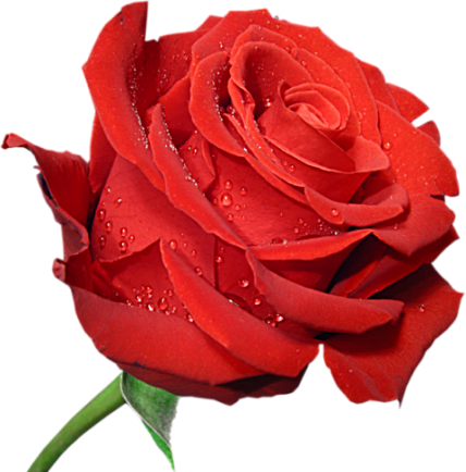 Red Large Rose Clipart PNG Picture