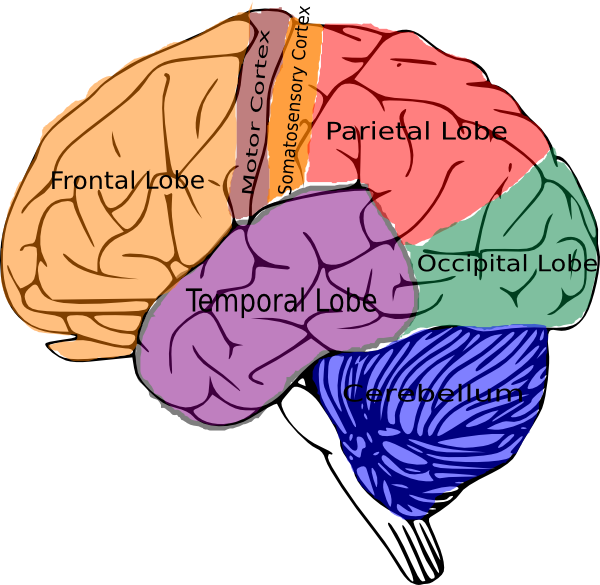Brain Topographic Function clip art - vector clip art online 