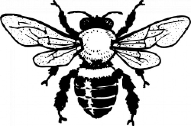 Black and white bee drawing Vector | Free Download