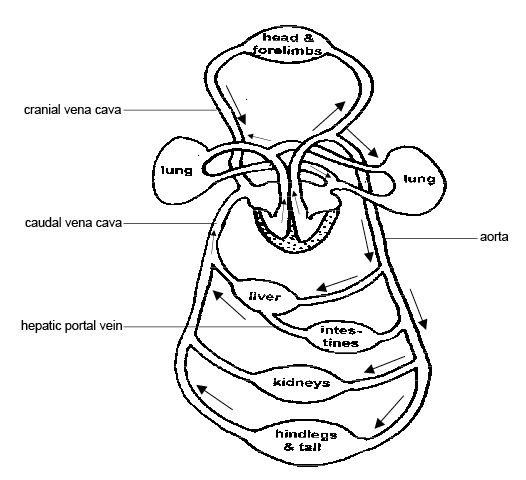 yjipveg: circulatory system diagram to label