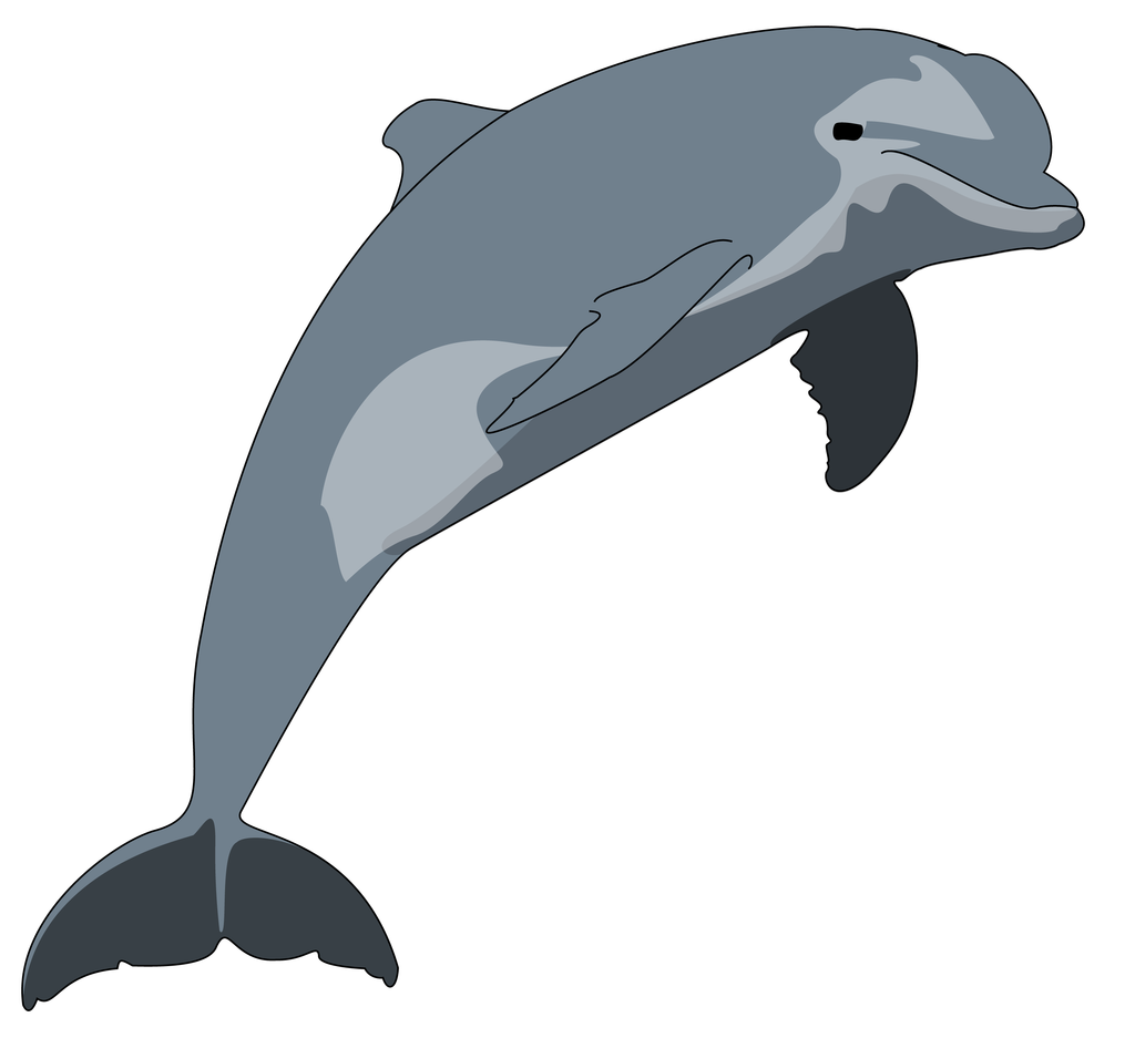Random Dolphin Vector by matt2tb on Clipart library