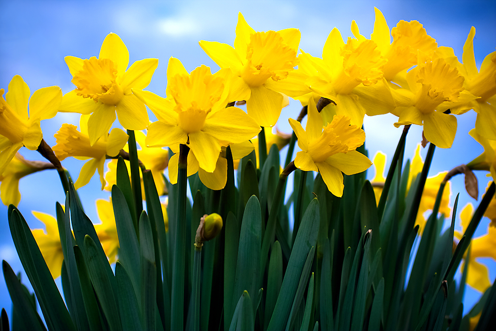 Daffodil season is quickly coming | Oklahoma City - OKC 