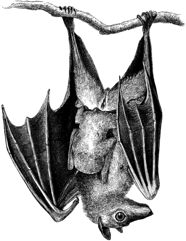 Clip Arts Related To : fruit bat hanging from tree. view all Drawings Of Fr...