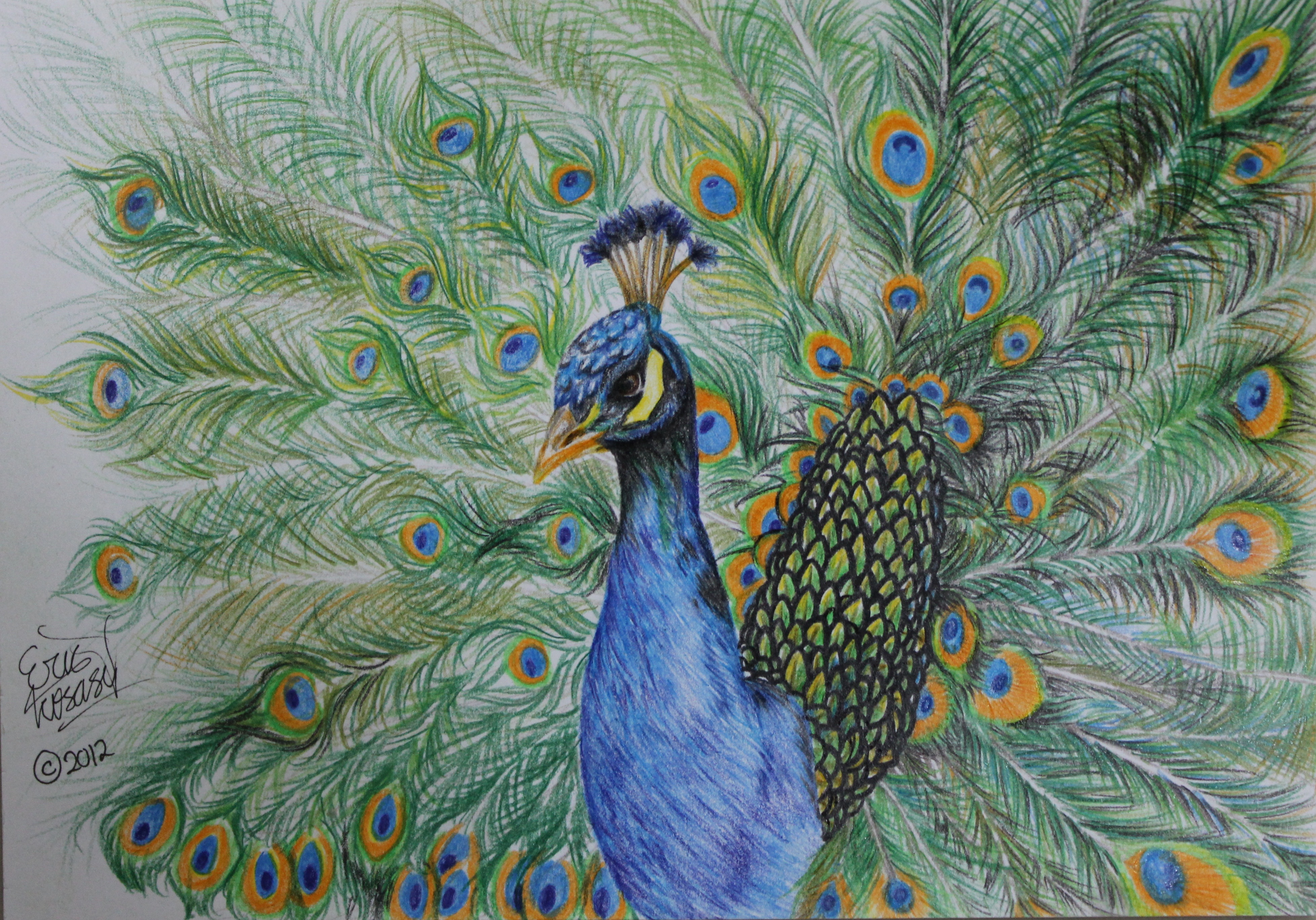 Featured image of post Pencil Drawing Of Peacock / This will be the torso of our peacock.