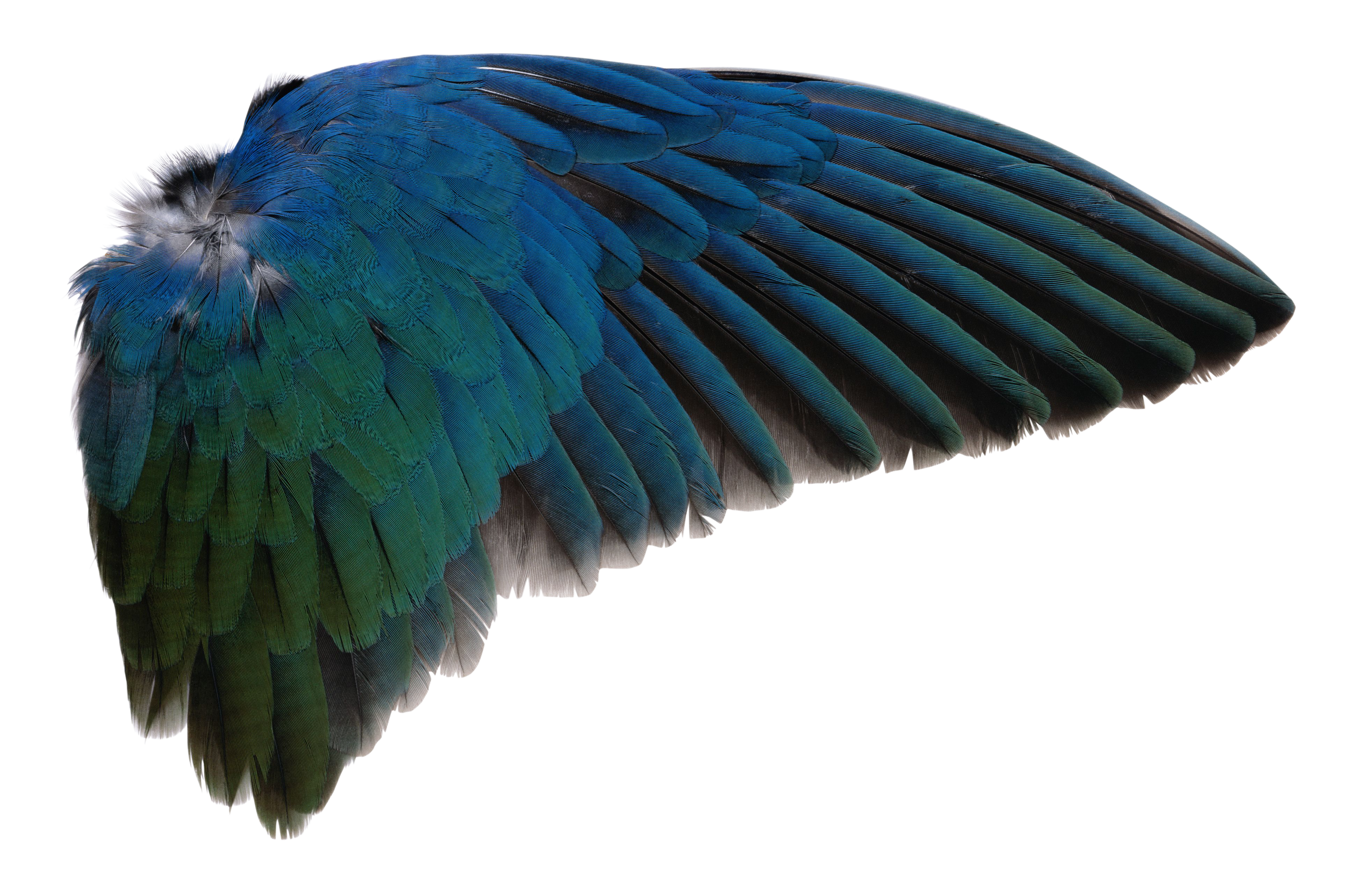Clipart library: More Like Wing PNG by AbsurdWordPreferred