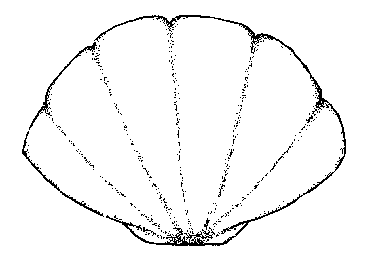 Free Shell Outline Download Free Shell Outline Png Images Free Free Shell Outline Download Free Shell Outline Png Images Free