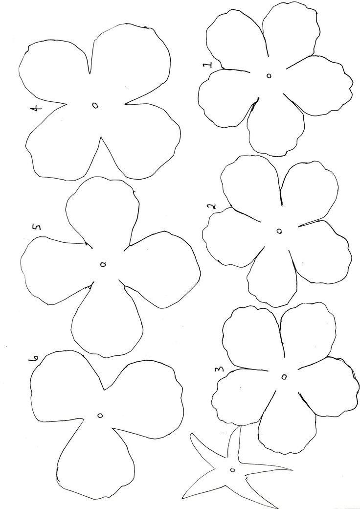 Free Blank Flower Template Download Free Blank Flower Template Png 