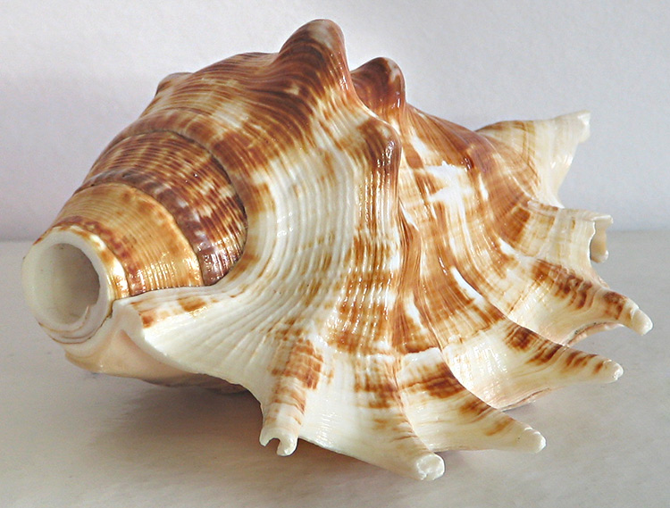 sea-shell-for-decoration-BU51  