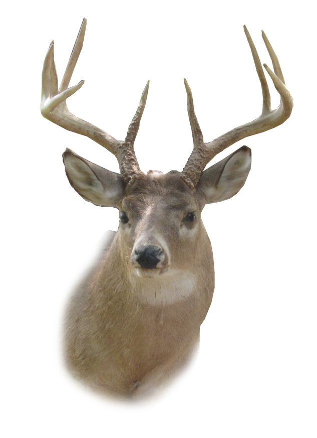 Deer Head Stencil 