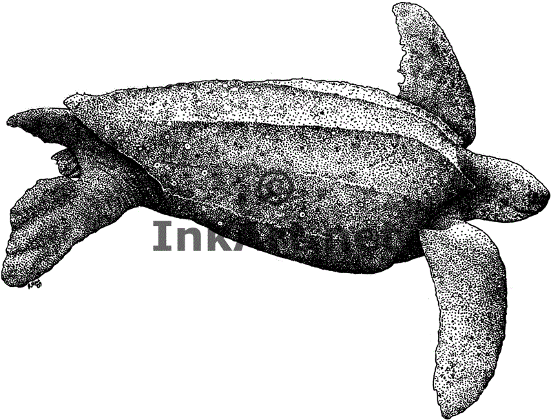 Clip Arts Related To : sea turtle line drawing. 