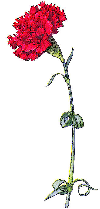 clip art carnation flower - photo #4