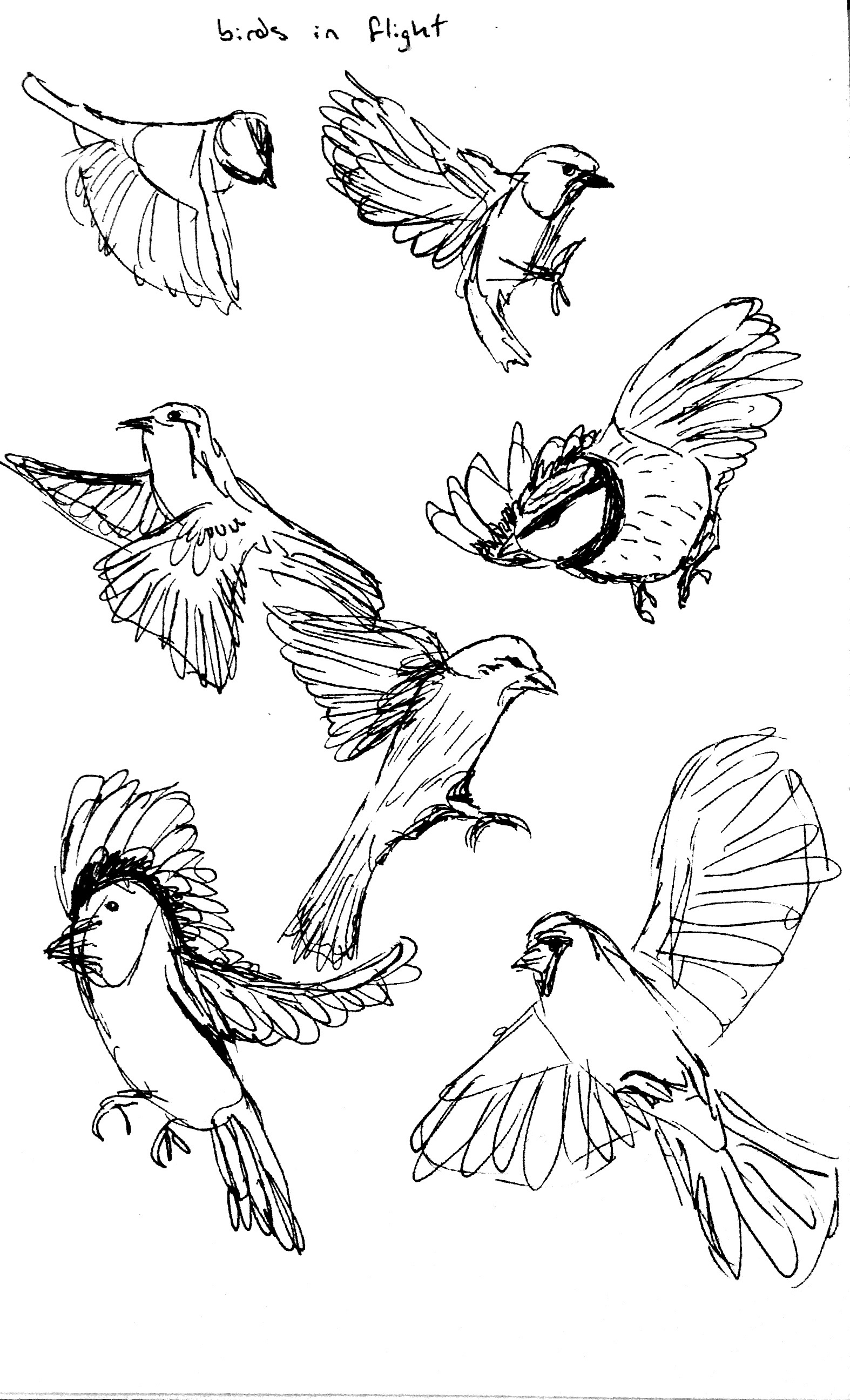 Зарисовки птиц в движении