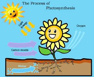 photosynthesis for kids powerpoint