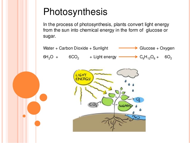 clipart photosynthesis - photo #17