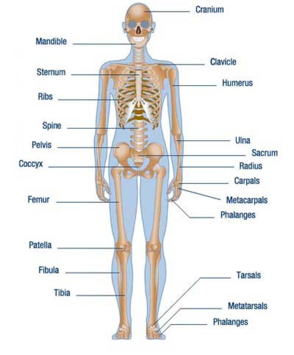Body Parts Diagram : Brain Human Anatomy Picture Function Parts