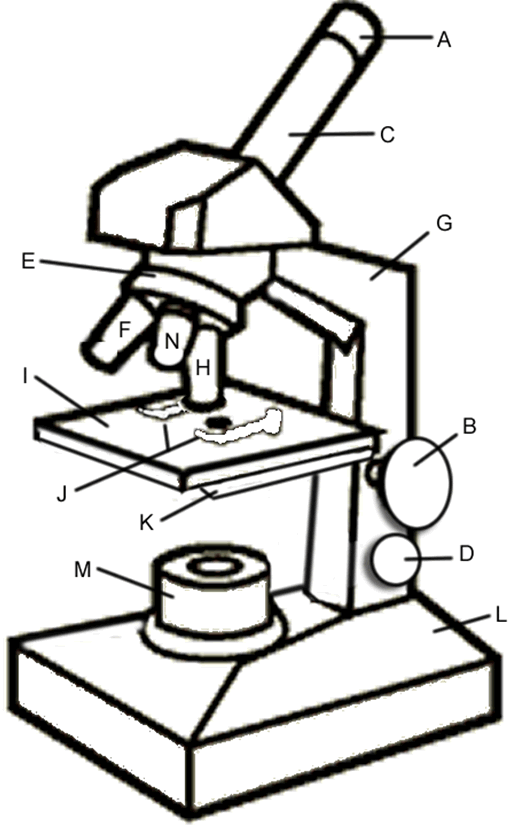 Microscope Drawing Worksheet | Clipart library - Free Clipart Images