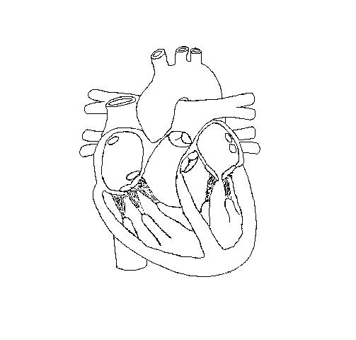 Free Blank Heart Diagram, Download Free Blank Heart Diagram png images