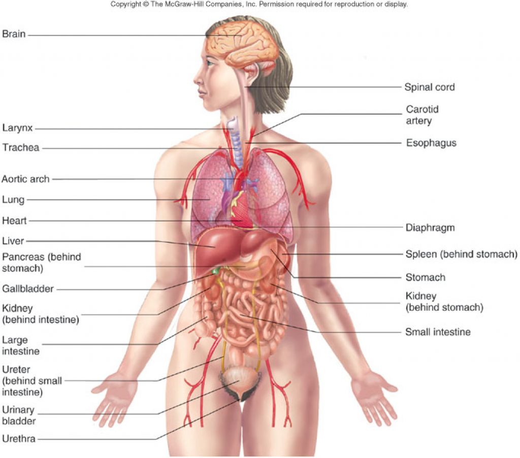 Human Body Organs Diagram | Human Anatomy Diagram - Clip Art ...