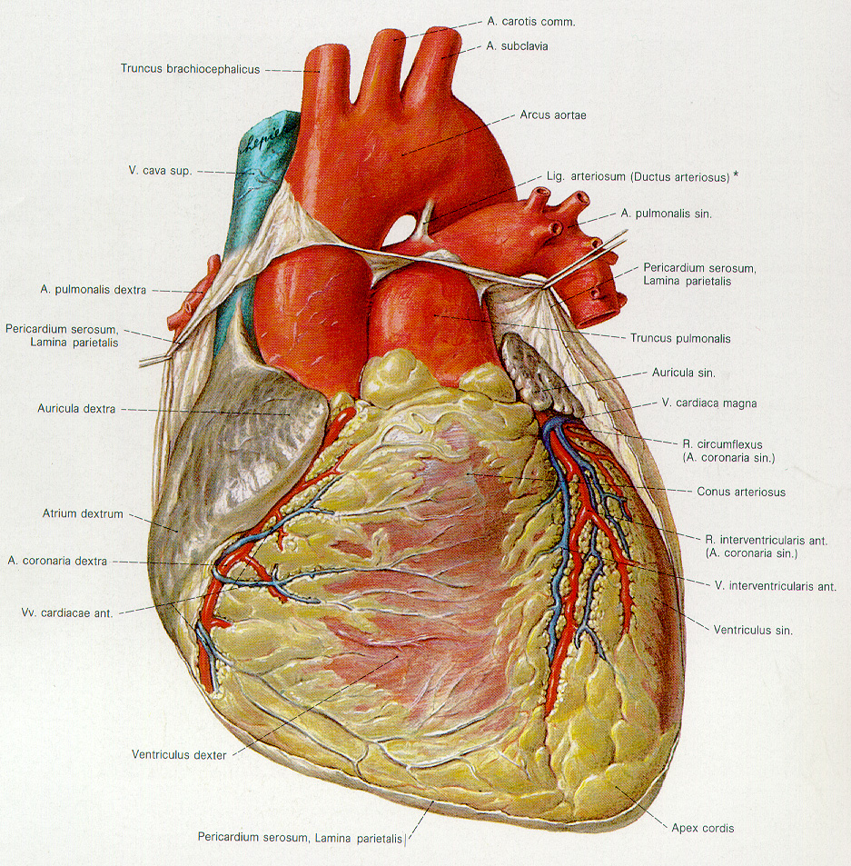 Human Heart  Anatomy