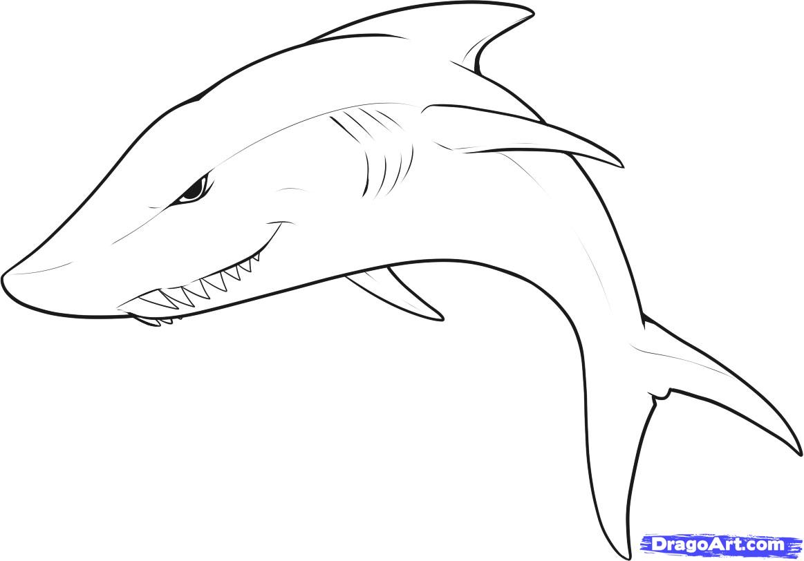 Free How To Draw A Shark, Download Free How To Draw A Shark png images