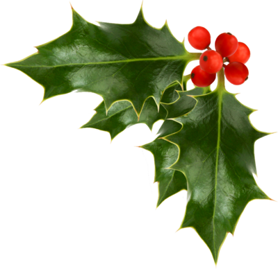 Christmas Holly PSD, free vector 