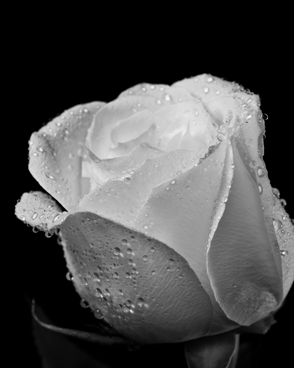 Single Rose on Black Fine Art Black and White by SolsticePhoto