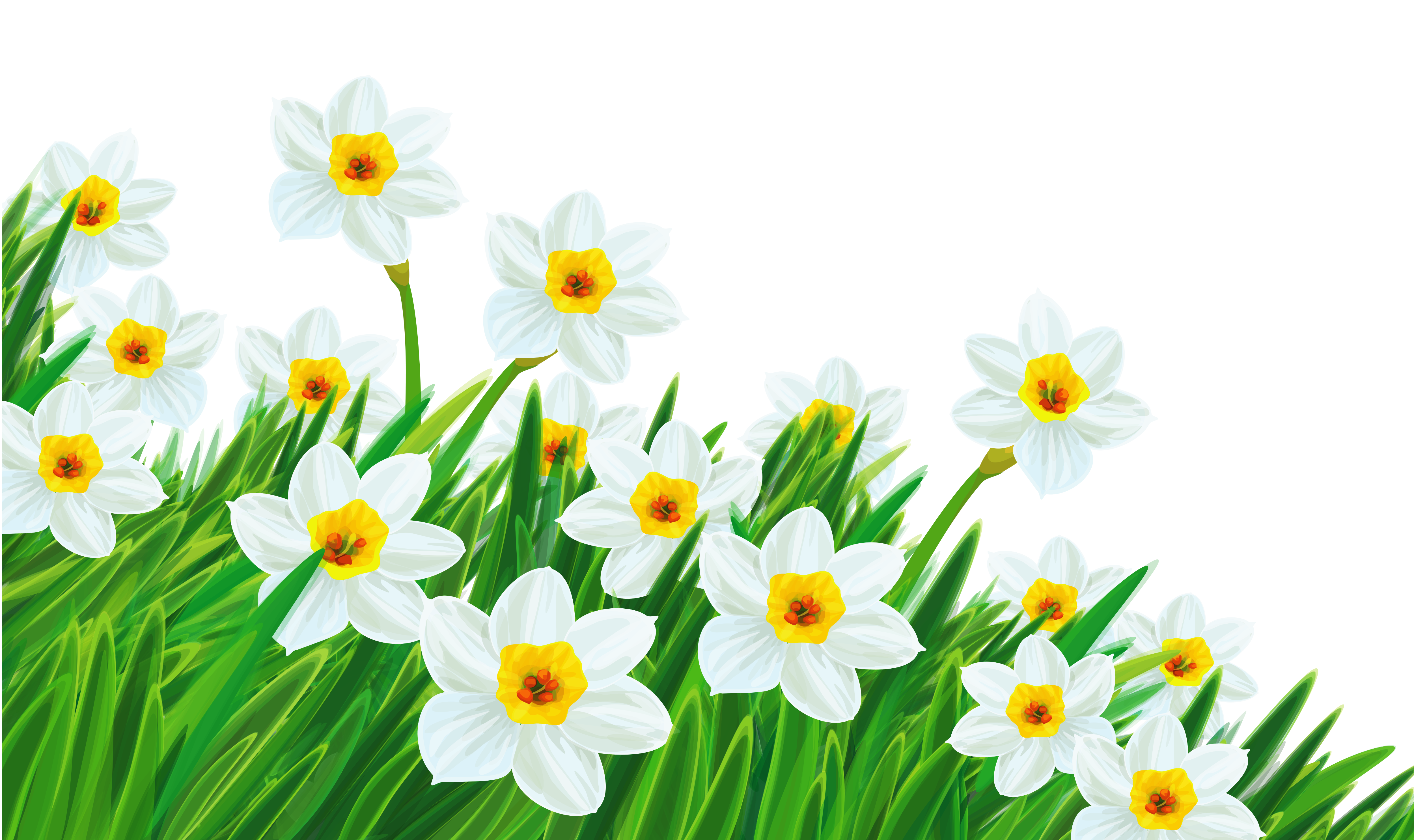 Transparent Grass with Daffodils Clipart