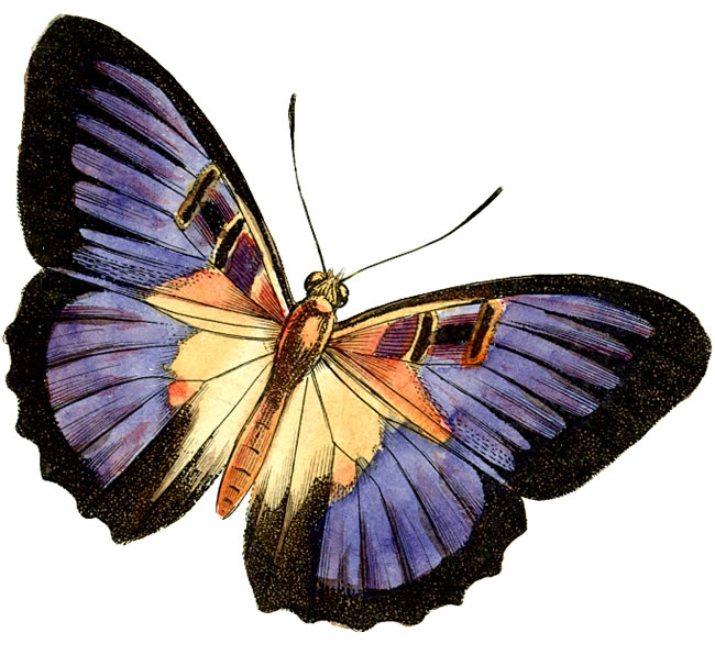 Free Butterfly Images - Clipart library