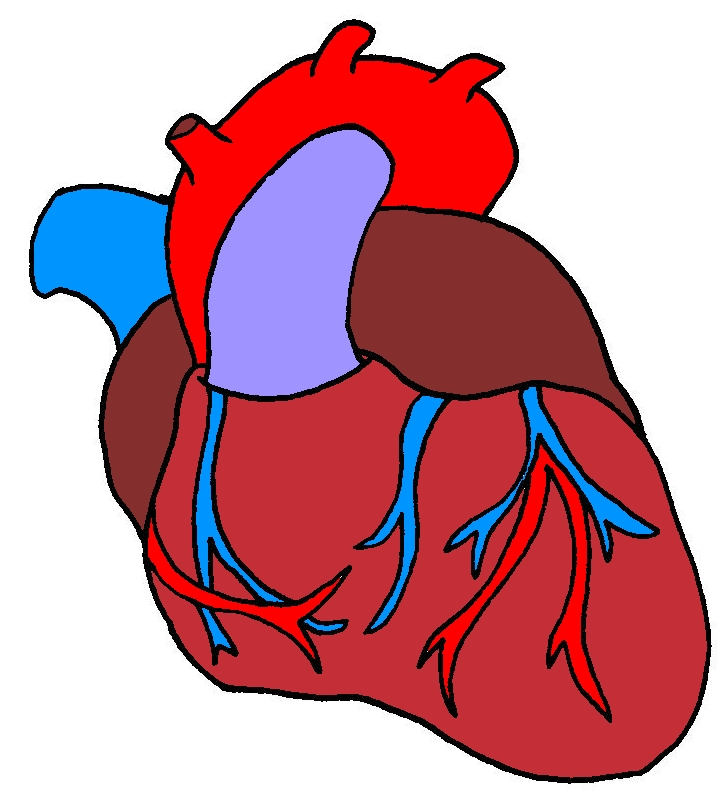 File:Heart cartoon - Mediwikis