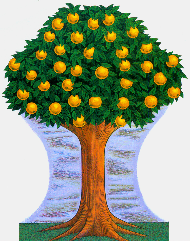 clipart orange tree - photo #39
