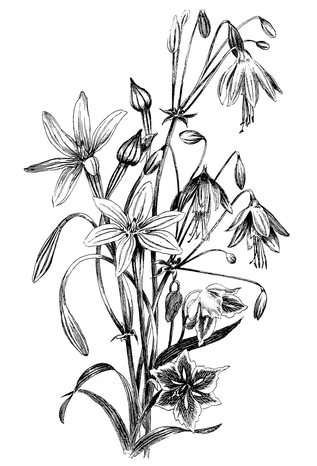Black and White Floral Drawing - The Graphics Fairy