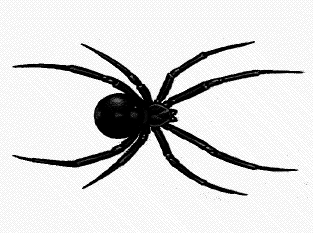 Free Spiders Clipart. Free Clipart Images, Graphics, Animated Gifs 