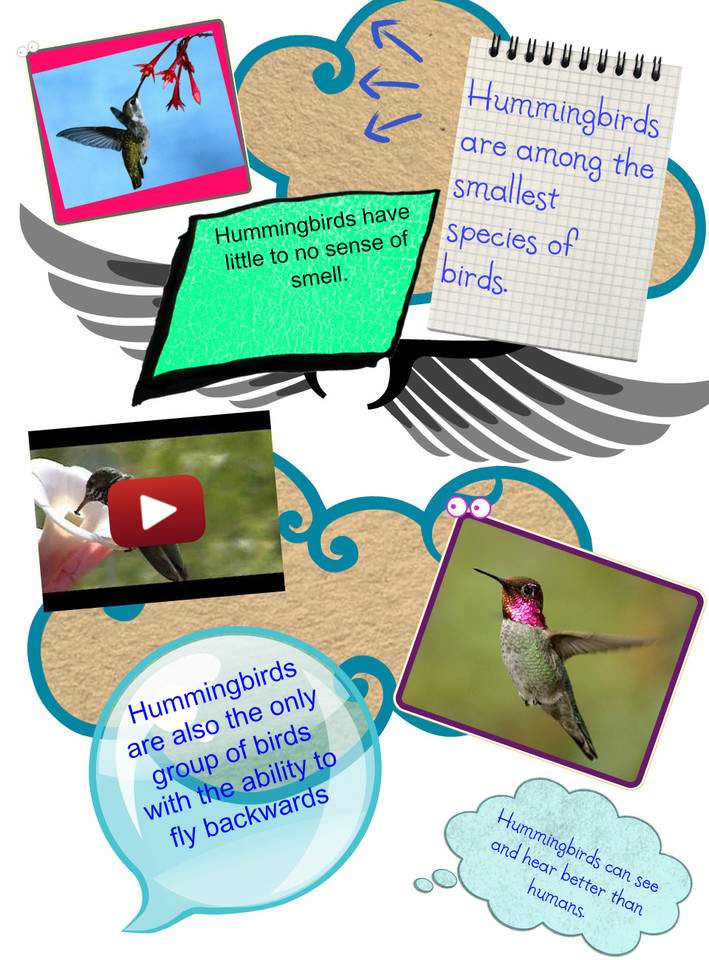 Hummingbird Research Paper! | Publish with Glogster!
