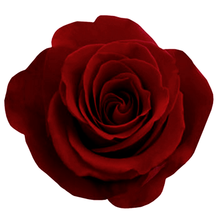 Clipart library: More Like Red Rose cut out stock 1 by ManicHysteriaStock