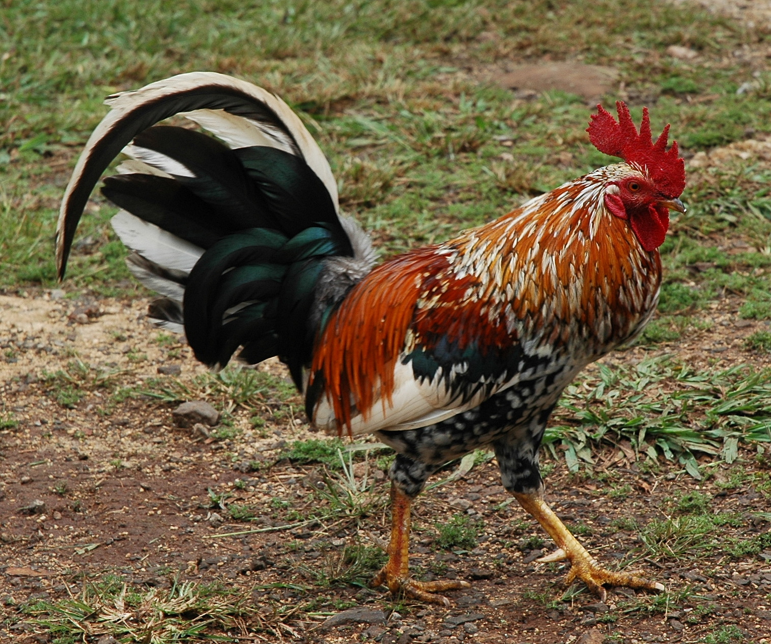 File:Feral rooster on Kauai - Wikimedia Commons
