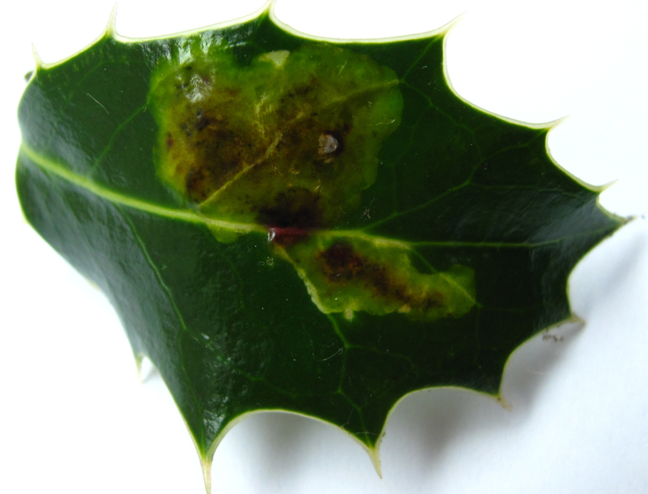 File:Holly leaf miner1 - Wikimedia Commons